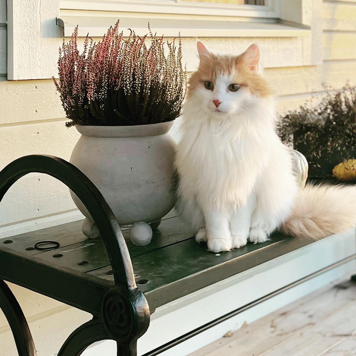 Trädgårdsbänk Movitz gjutjärn vagnsgrön