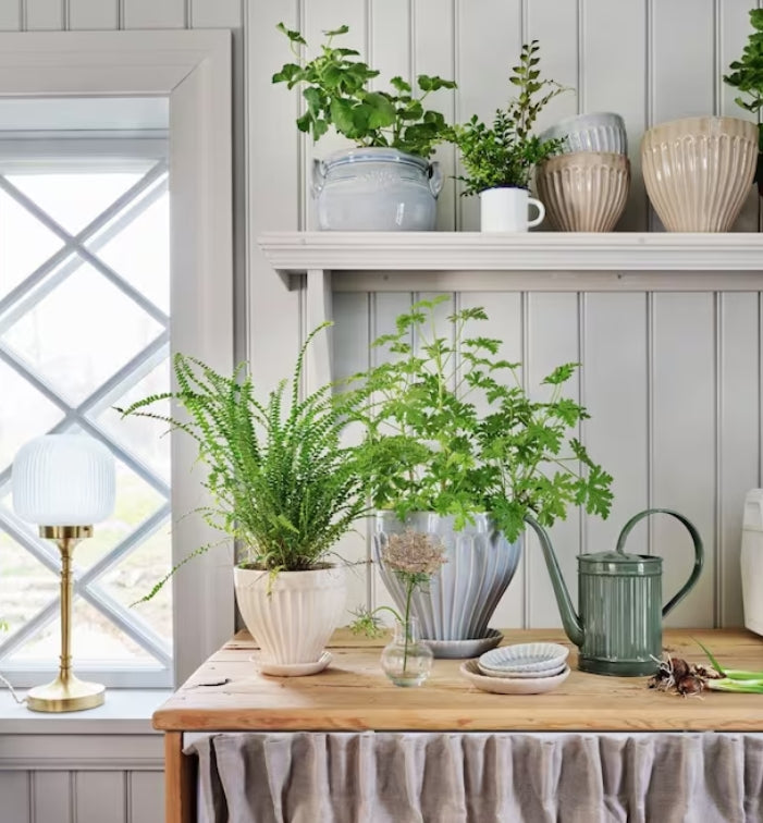 Vattenkanna Hugo Mörkgrön