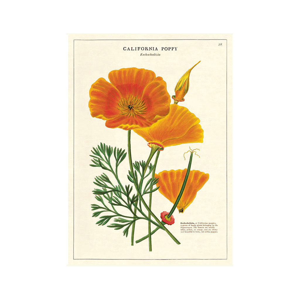 Vintage plakat 'California Poppy'