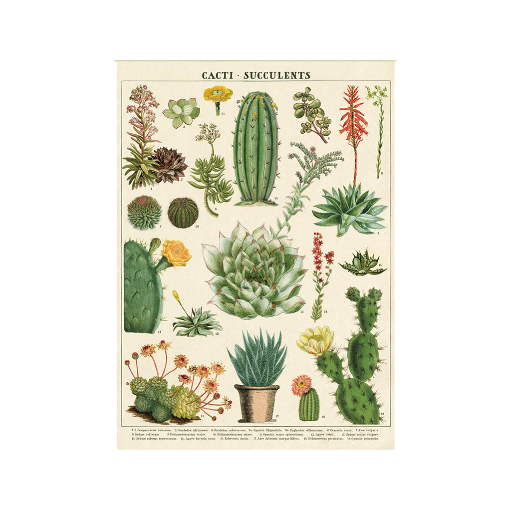 Vintage poster 'Succulent'