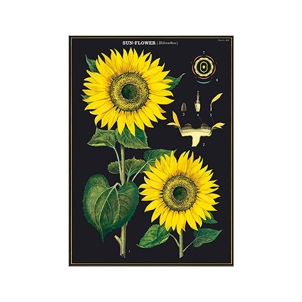 Vintage poster 'Sunflower'