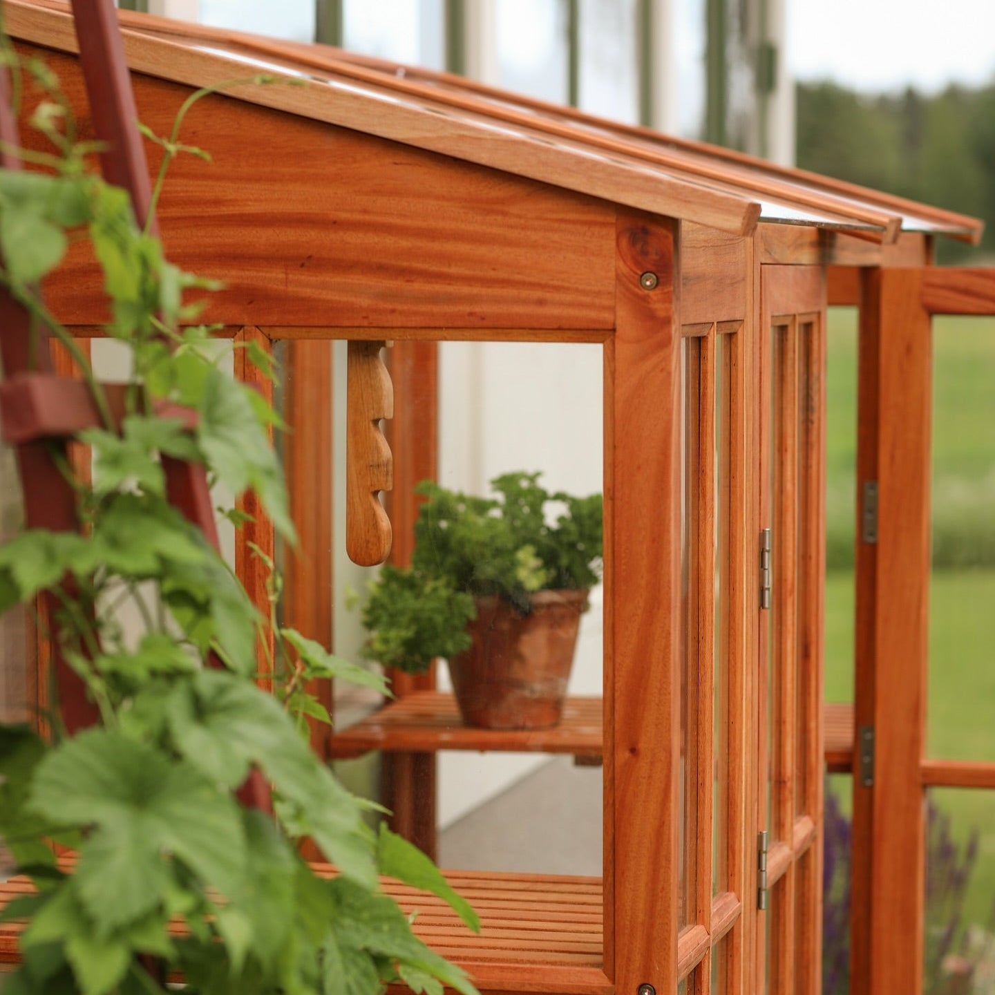 Väggväxthus i mahogny från Qvesarum med öppen dörr mot trädgården