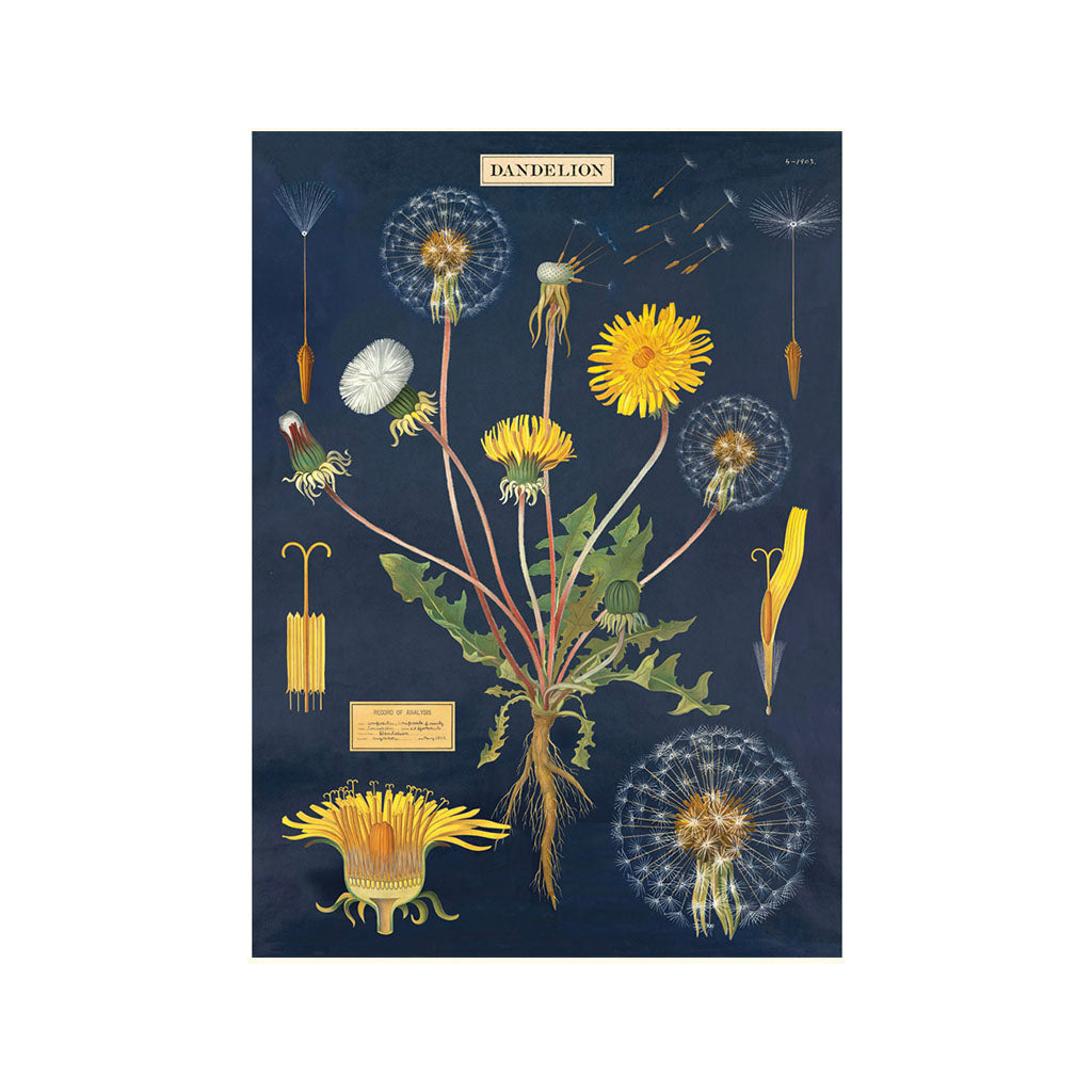 Vintage poster maskros 'Dandelion'