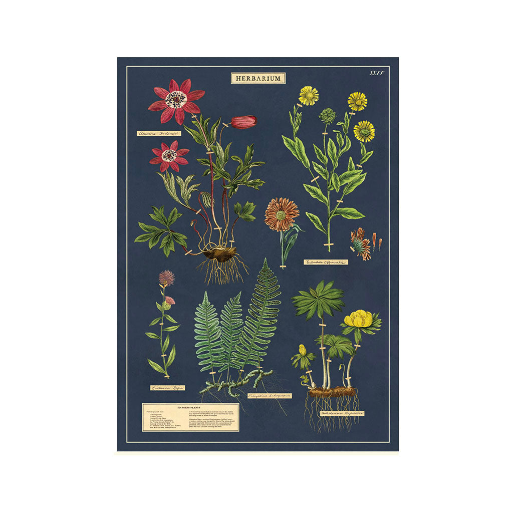 Vintage poster ’Herbarium’